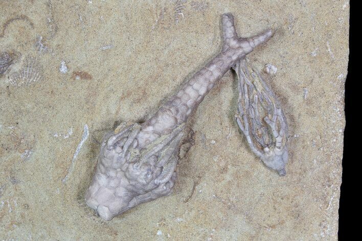 Three Crinoid Fossils (One Inadunate) - Crawfordsville, Indiana #92526